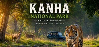 kanha tiger